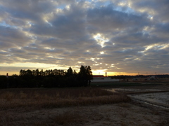 朝景　3