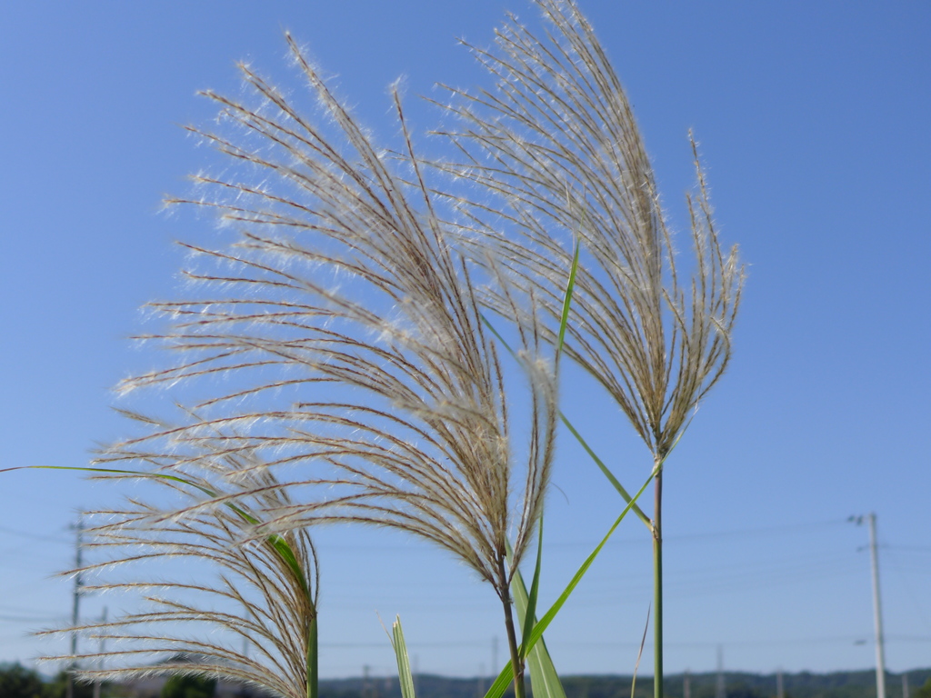 風に綿毛が飛んでゆく