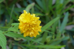 こんな時期に山吹の花