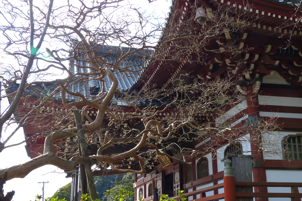 奔放に伸びた百日紅