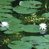 睡蓮の池