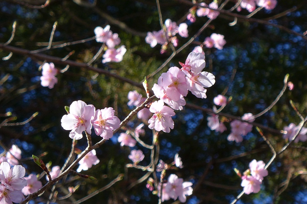 河津桜　1