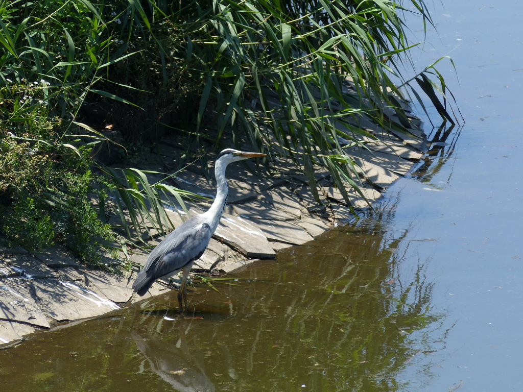 コロニーのアオサギ