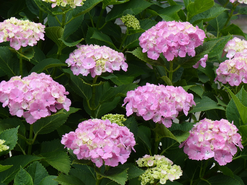ピンクの花列