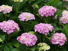 ピンクの花列