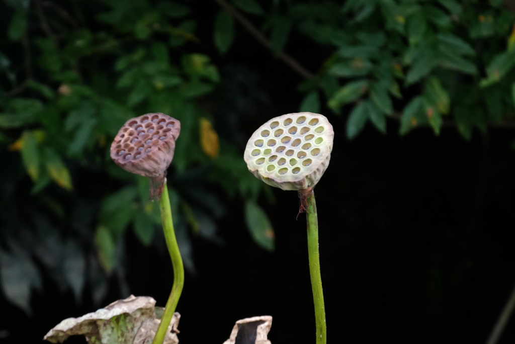 秋の花托