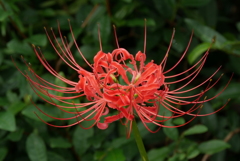 曼珠沙華　1