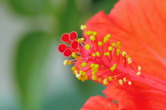 赤花の蕊