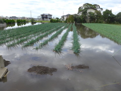 ねぎ畑もこの通り