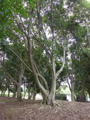 秋の公園、どんぐりの親