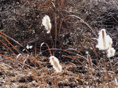 穂綿が飛ぶ