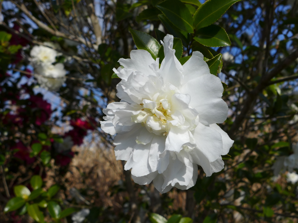 白い山茶花