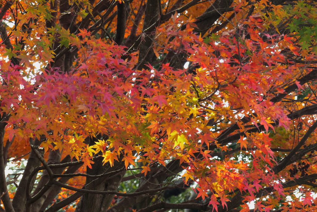 やっとの紅葉