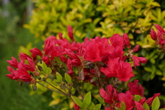 真紅のツツジ