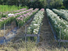 お彼岸用の花