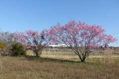 河津桜