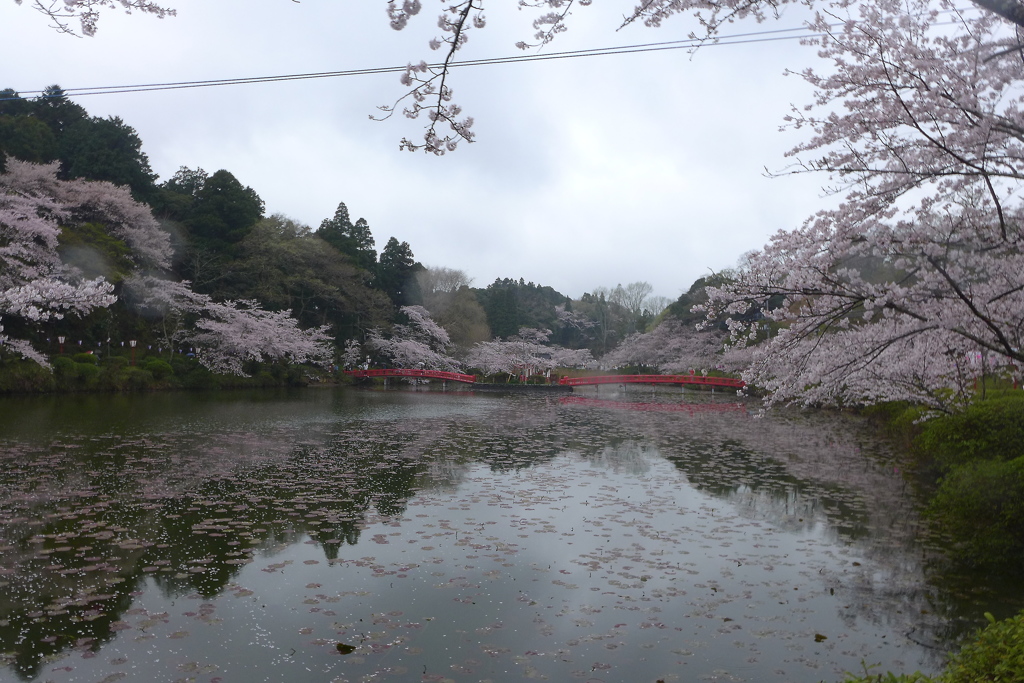 弁天池の端からの眺め