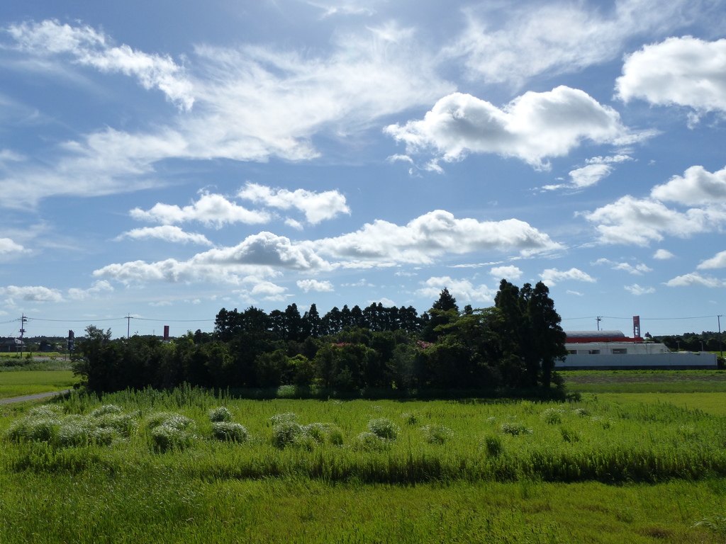 林と夏の雲