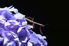 カマキリ