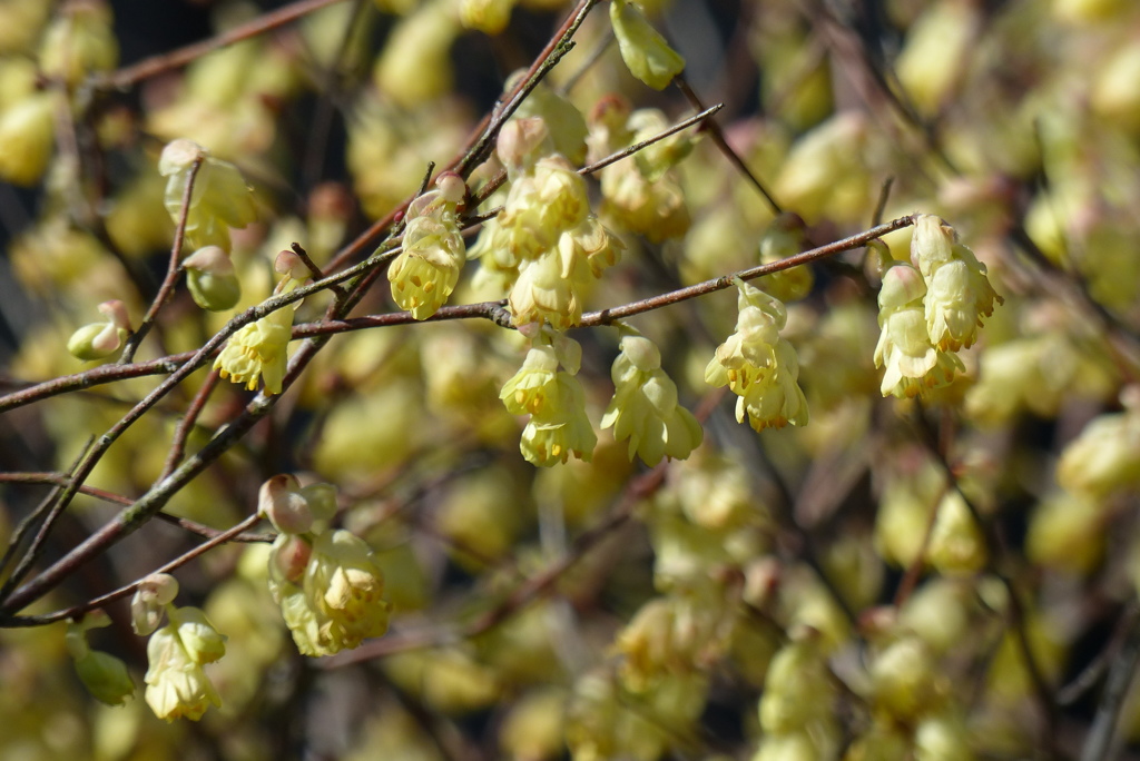 ヒュウガミズキ