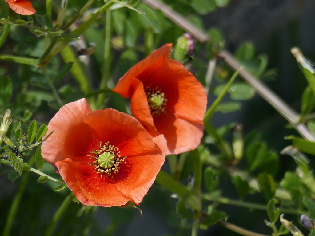 ナガミヒナゲシ