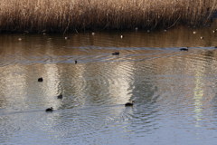 調整池のカモ