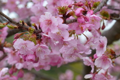 満開の河津桜