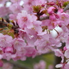 満開の河津桜