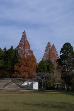 公園のメタセコイア