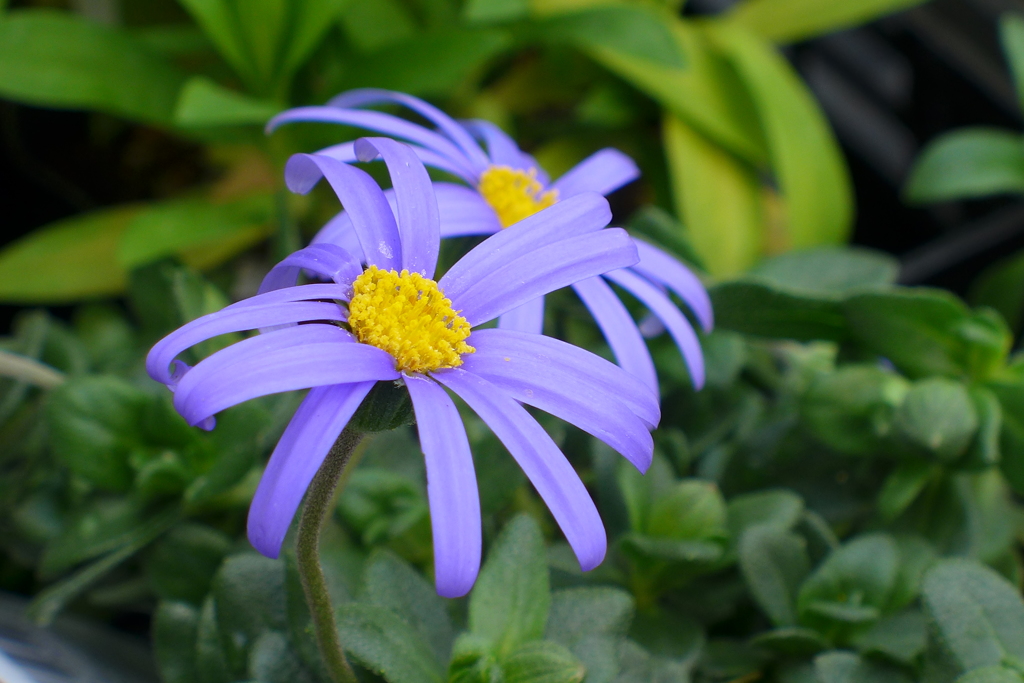 ブルーデージー