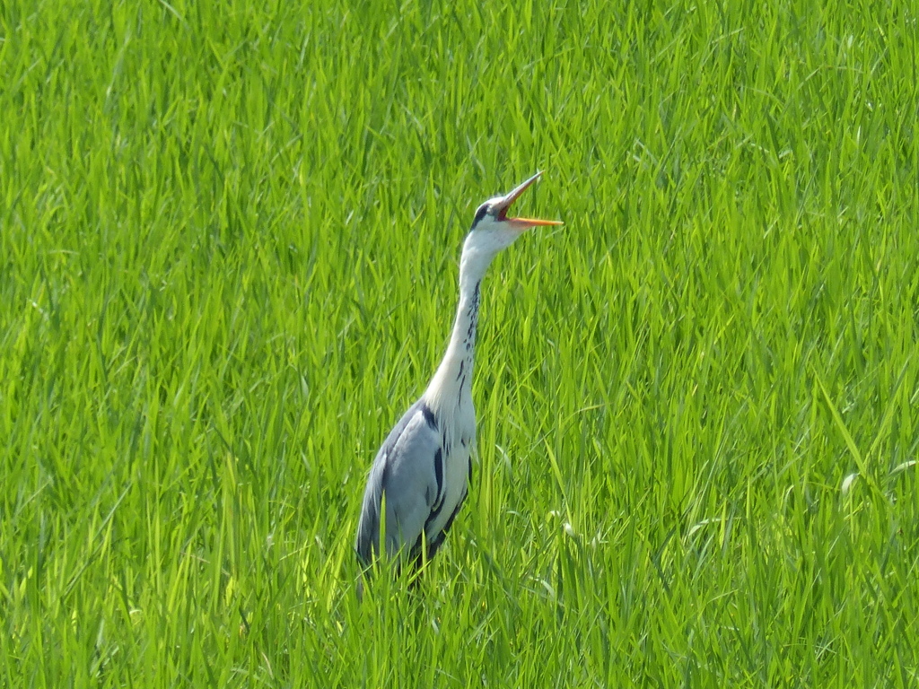 一鳴き