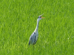 一鳴き