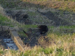 パフォーマンス