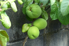 大きくなったボケの実