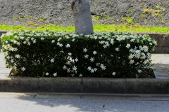 根締めのクチナシ