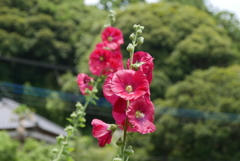 タチアオイ