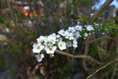 ユキヤナギ　1