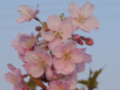 河津桜