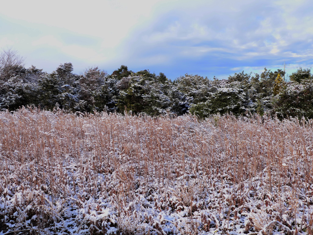 雪化粧　1