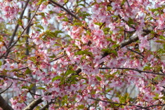 新緑の混じる桜