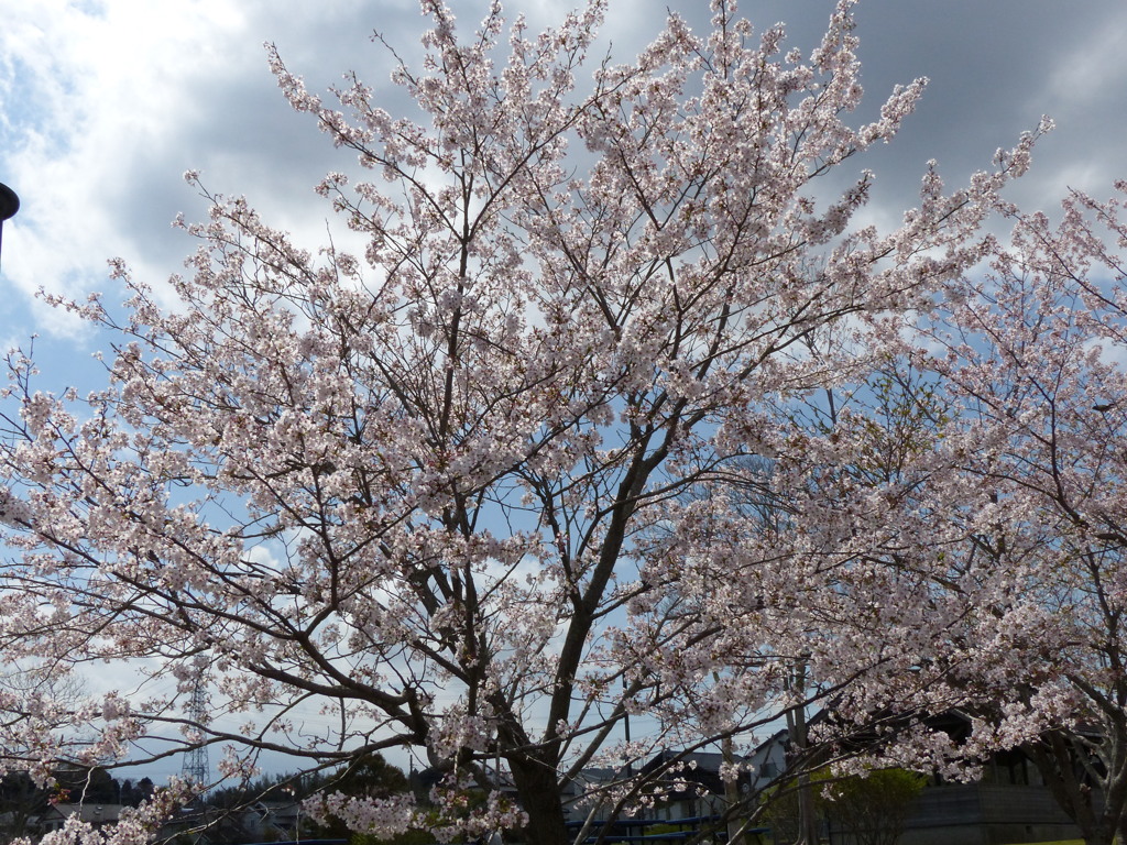 公園の桜　3