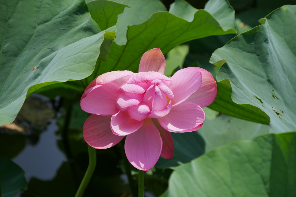 やっと咲いた蓮の花