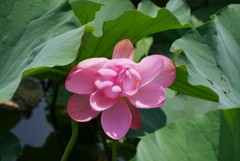 やっと咲いた蓮の花