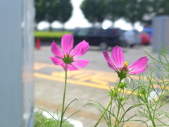 花壇のコスモス