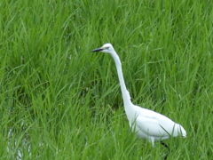 随分伸びたな～