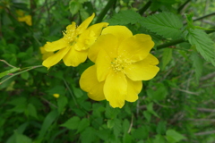 山吹