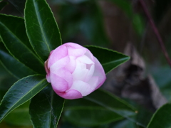 見納めのサザンカ