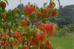 柿の木の紅葉