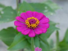 百日草