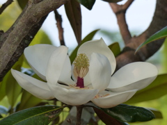 タイサンボク　1